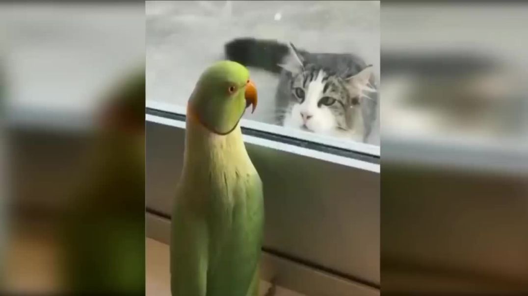 ⁣The Top 10 minutes of FUNNY ANIMALS 😂 😆 😹 (2)